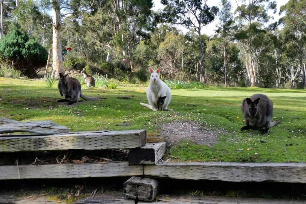 The Stone Cottage - Bruny Island Simpsons Bay Bagian luar foto